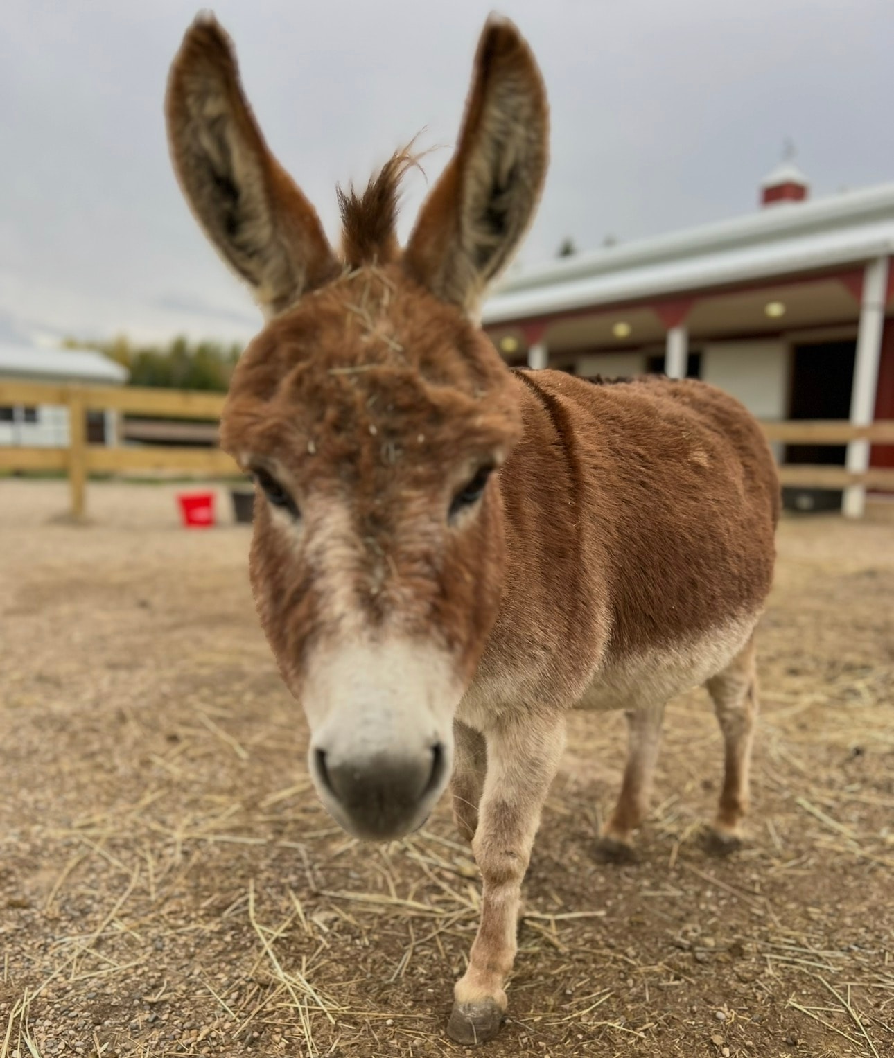 Lauryn, the red mini donkey
