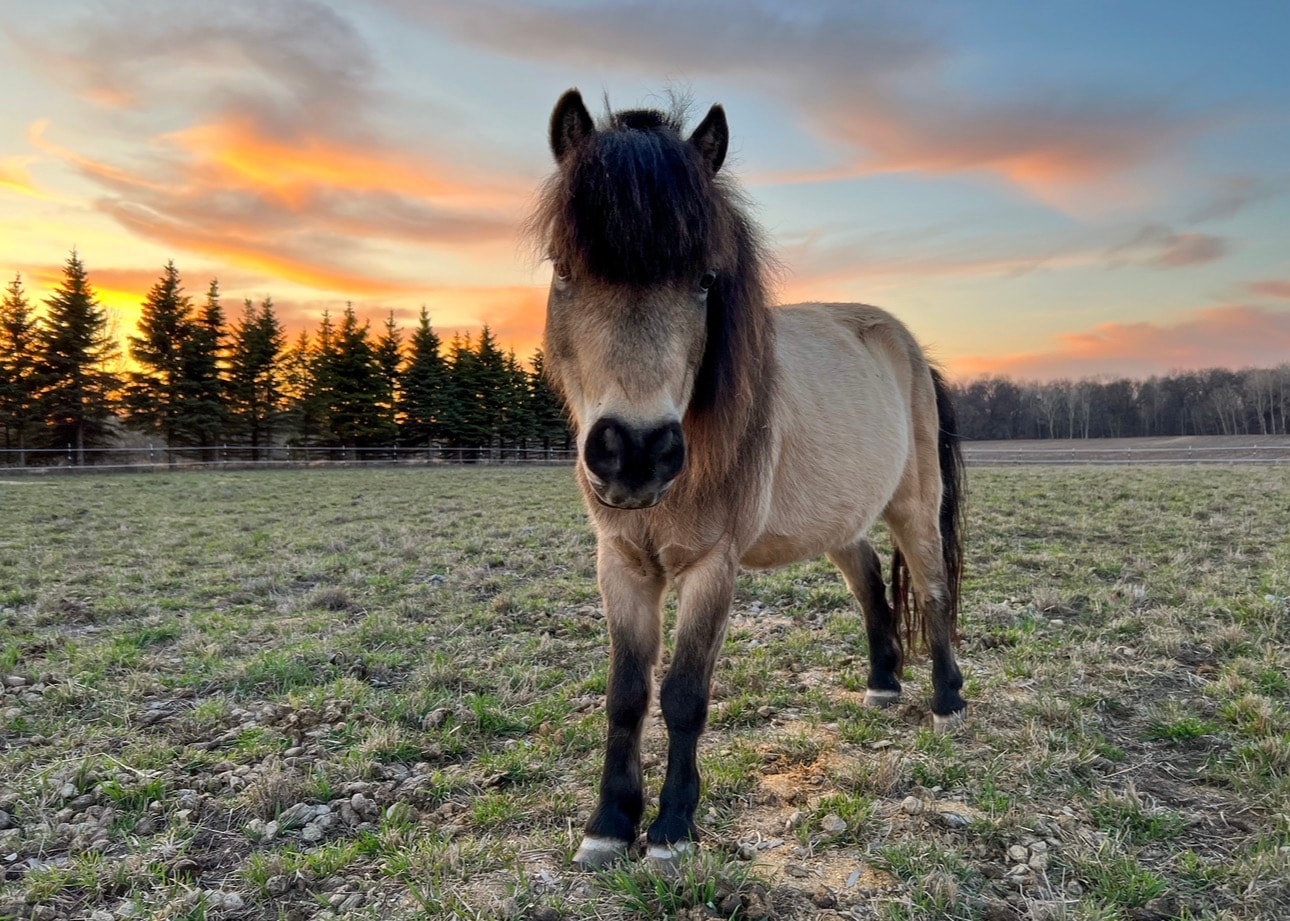 Thunder, the miniature horse
