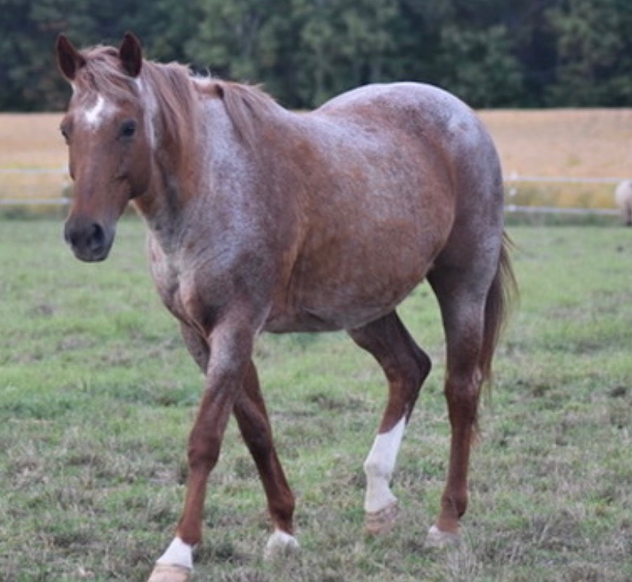 Rosie, the standard horse