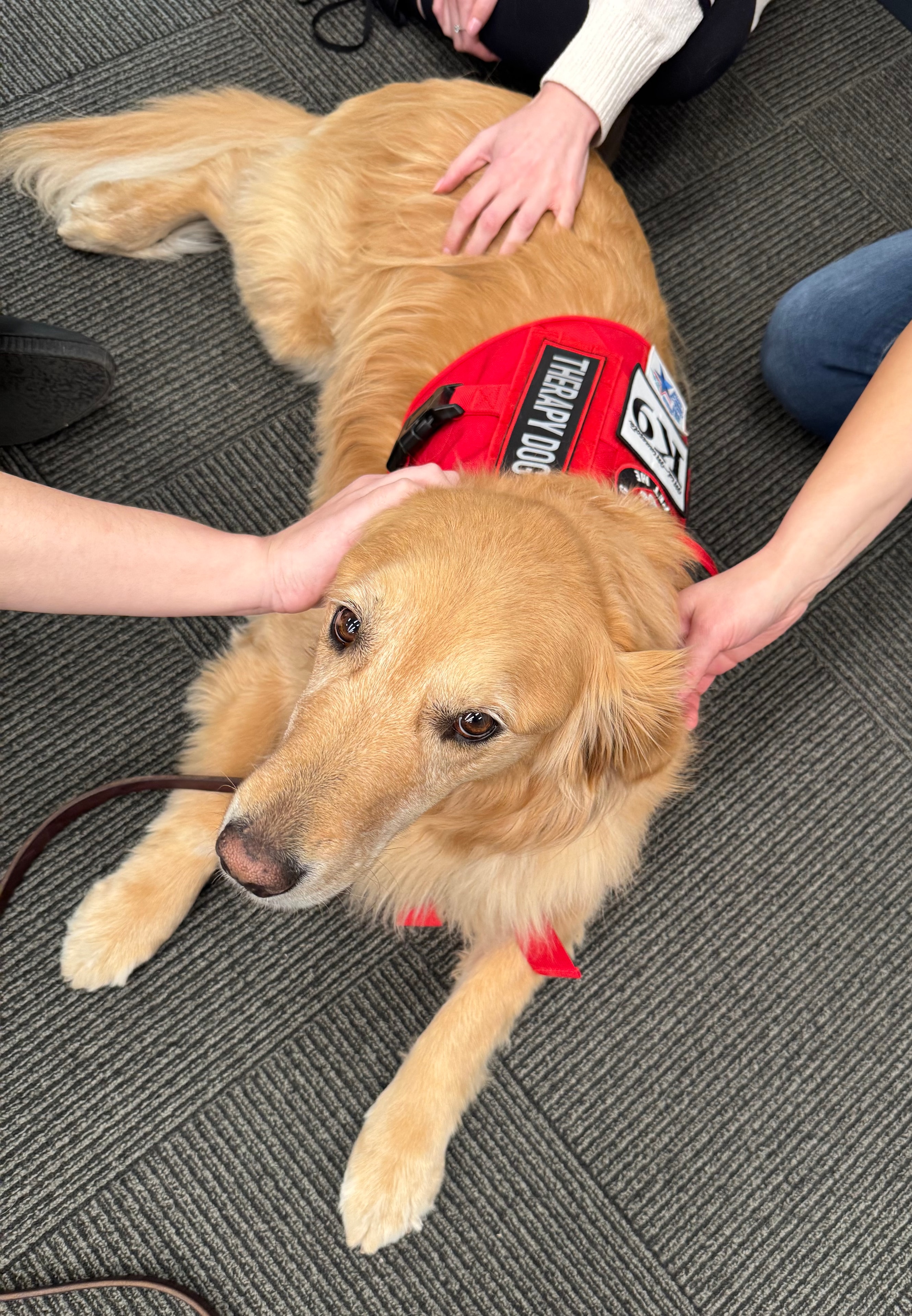 Therapy animal with a person in a calm setting